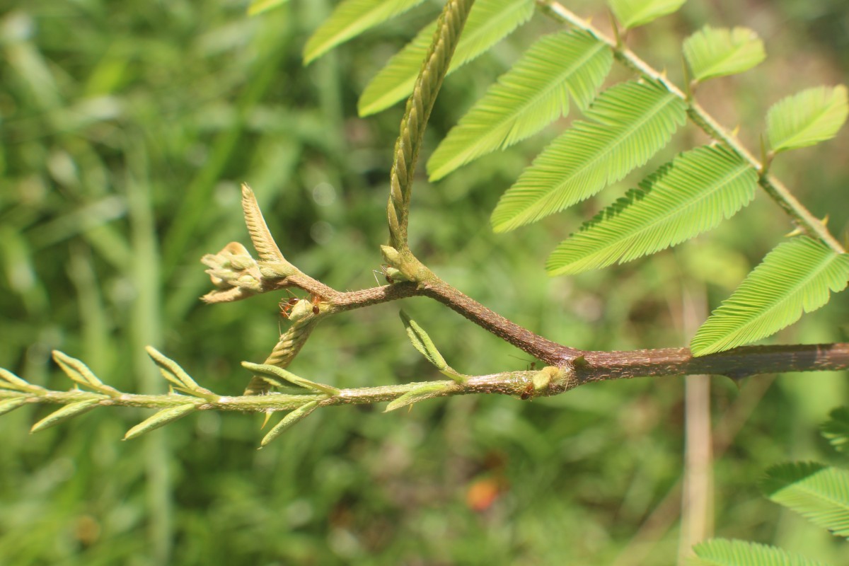 Mimosa pigra L.